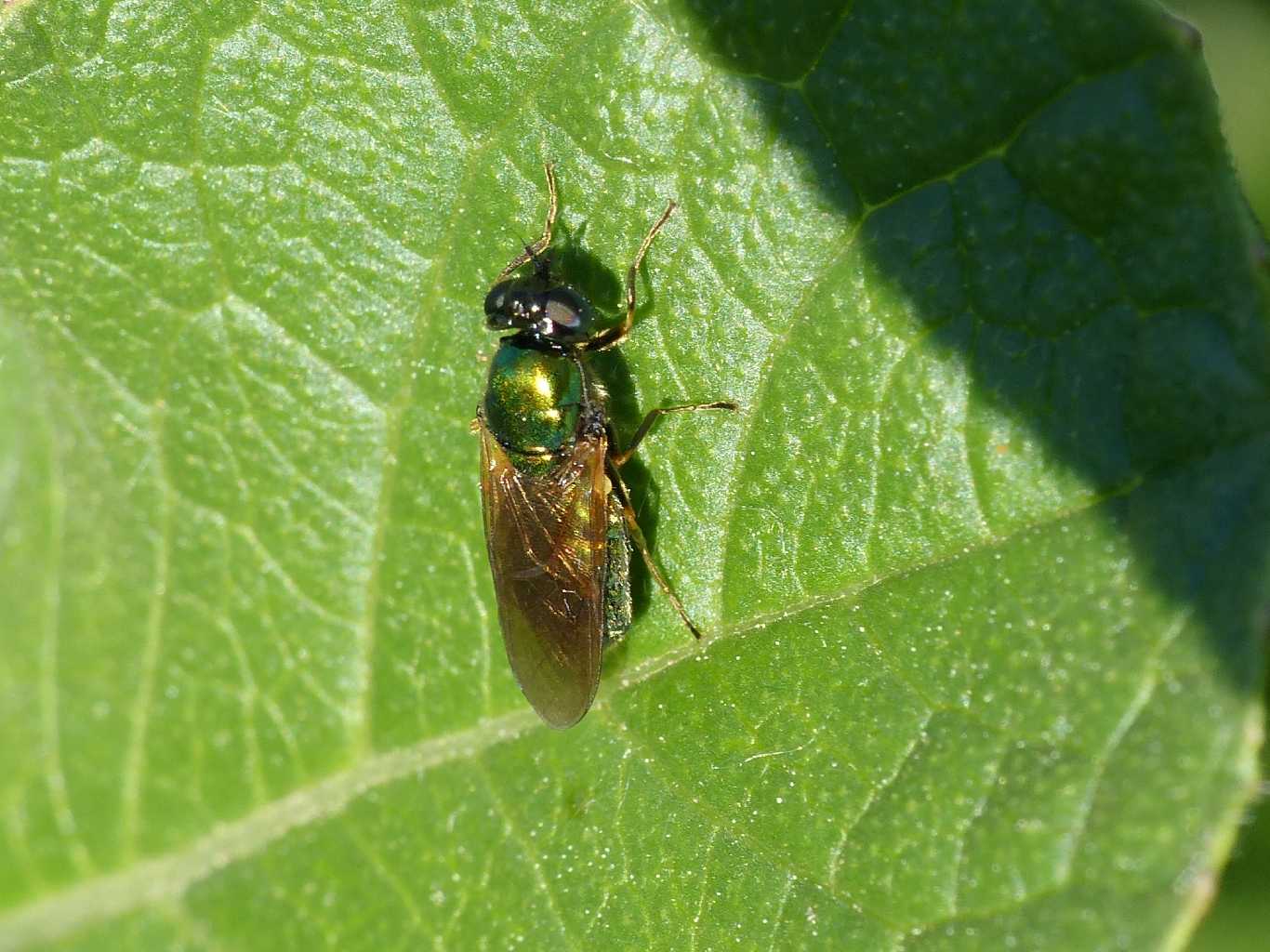 Cloromyia formosa femmina